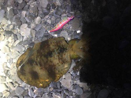 連日アオリ釣果　